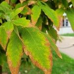 Acer triflorum Лист