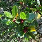 Rhamnus alaternus Gyümölcs