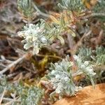 Teucrium capitatum 花