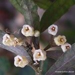 Hybanthus caledonicus Flower