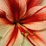 Hippeastrum reginae Blodyn