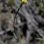 Linaria simplex Flower