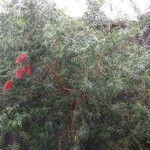 Callistemon viminalis花