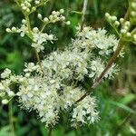 Filipendula ulmariaപുഷ്പം