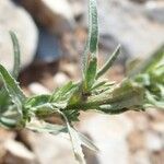 Centaurea melitensis Blad