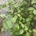 Viburnum lentago ഇല