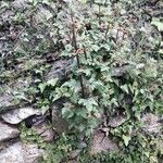 Scrophularia trifoliata Libunga