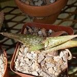 Aloe petrophila Blatt