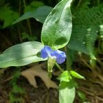 Commelina communis Cvet