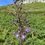 Cicerbita alpina Flower