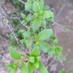 Rubia fruticosa Hoja