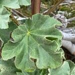 Malva arborea Levél