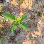 Datura stramoniumLeaf