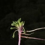 Werneria pectinata Other