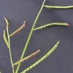 Urochloa arrecta Inny