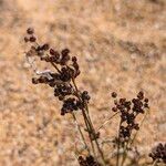 Juncus compressus Owoc