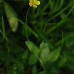 Ranunculus alismifolius Habit