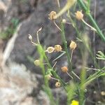 Kickxia scoparia Mbuma