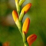 Crocosmia aurea Sonstige