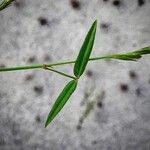Zornia latifolia Blatt