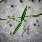 Zornia latifolia Folla