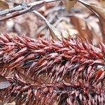 Cunonia capensis Fruto