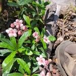 Chimaphila umbellata Kukka