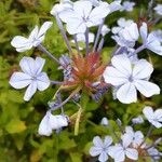 Plumbago auriculata Flower