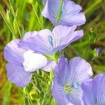 Linum usitatissimum Blomma