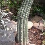 Lobivia bridgesii Coajă
