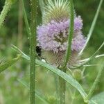 Dipsacus laciniatus Kvet