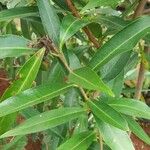 Annona reticulata Leaf