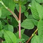 Persicaria nepalensis Leaf