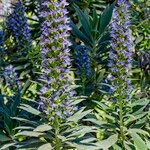 Echium callithyrsum Habit