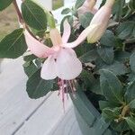 Fuchsia magellanica ফুল