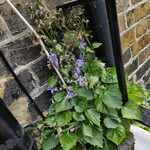 Campanula poscharskyana Costuma