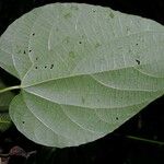 Dalechampia dioscoreifolia Blad