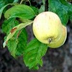 Malus domestica Fruit