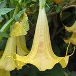 Brugmansia × candidaFlor