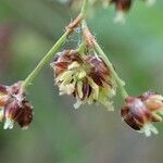 Luzula alpinopilosa Fruit