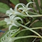 Cyrtorchis chailluana Flower