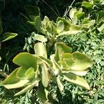 Cotyledon orbiculata Leaf