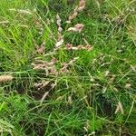 Eragrostis superba Kvet
