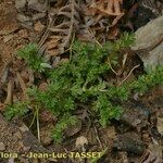 Aphanes floribunda Habitatea