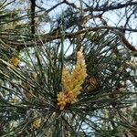 Pinus sylvestris Fuelha