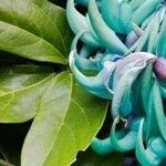 Strongylodon macrobotrys Flor