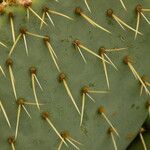 Opuntia maxima Blatt