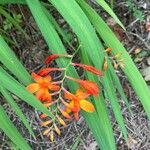 Crocosmia × crocosmiifloraKwiat