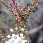 Epacris microphylla 葉