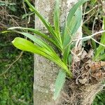 Graphorkis lurida Leaf